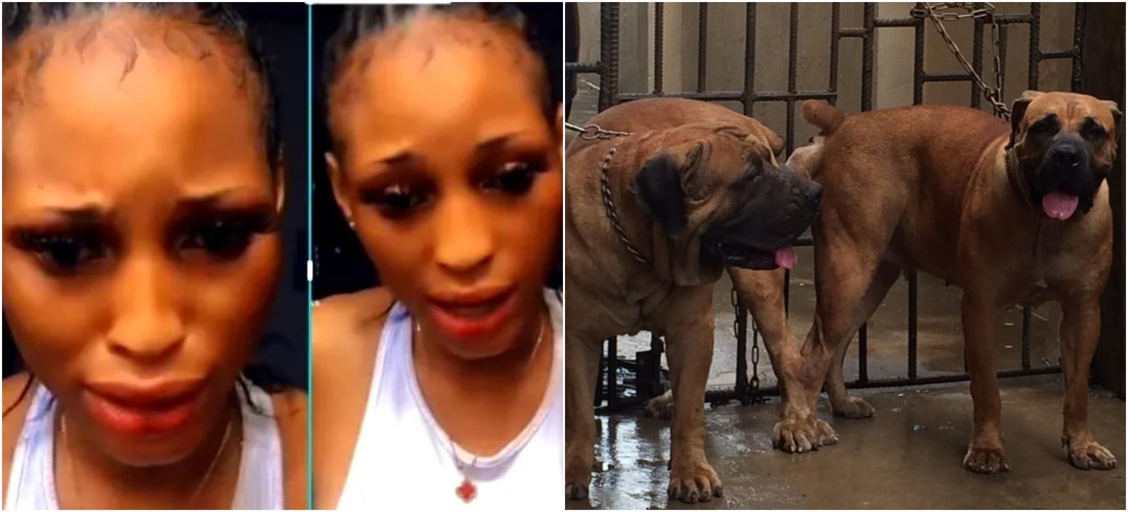 Nigerian Police Issue Stern Warning To Dog Owners