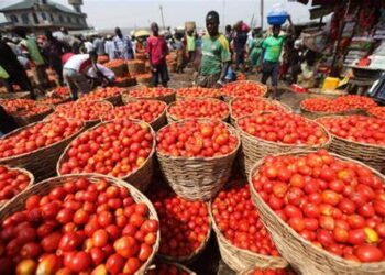 Agriculture Minister: ‘Tomato Ebola’ Infestation Behind Soaring Tomato Prices