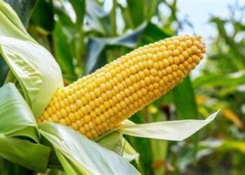 Nigeria Launches TELA Maize Variety to Boost Agricultural Production