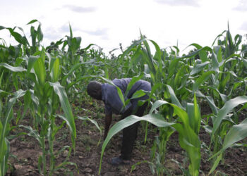 Farmers Association President Calls for Return of Buhari-Era Fertilizer Subsidies as Costs Surge