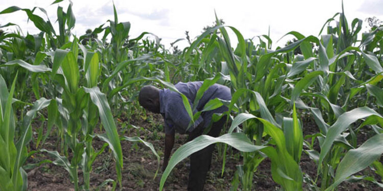 Farmers Association President Calls for Return of Buhari-Era Fertilizer Subsidies as Costs Surge
