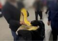 Customs Officers Shocked to Find 10-Foot Albino Python in Passenger’s Carry-On Luggage