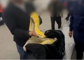 Customs Officers Shocked to Find 10-Foot Albino Python in Passenger’s Carry-On Luggage