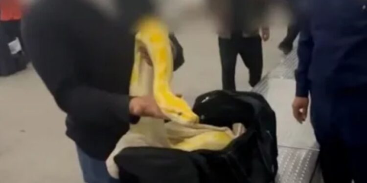 Customs Officers Shocked to Find 10-Foot Albino Python in Passenger’s Carry-On Luggage