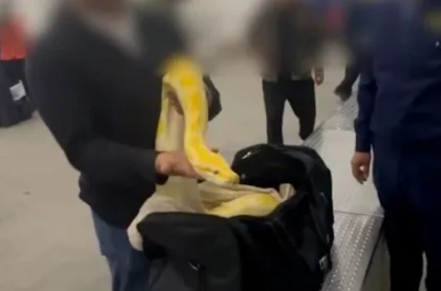 Customs Officers Shocked to Find 10-Foot Albino Python in Passenger’s Carry-On Luggage